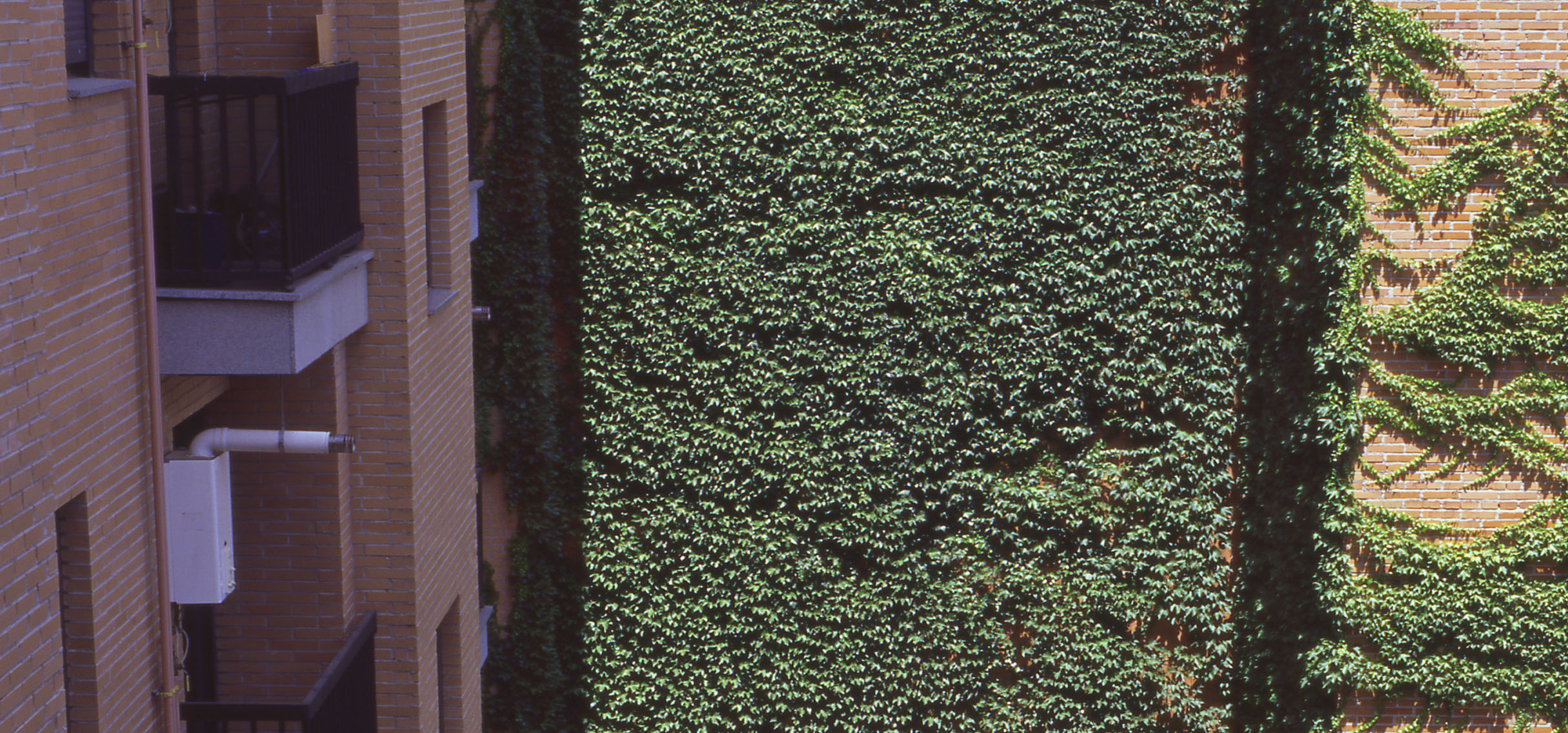 Pleasant indoor garden with ivy wall, a haven of peace in the big city